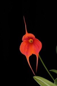 Masdevallia Susy de Bermeo Windflower AM/AOS 82 pts.